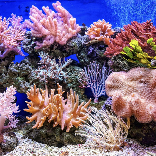 Guide: Sådan giver du oralsex til personer med vulva