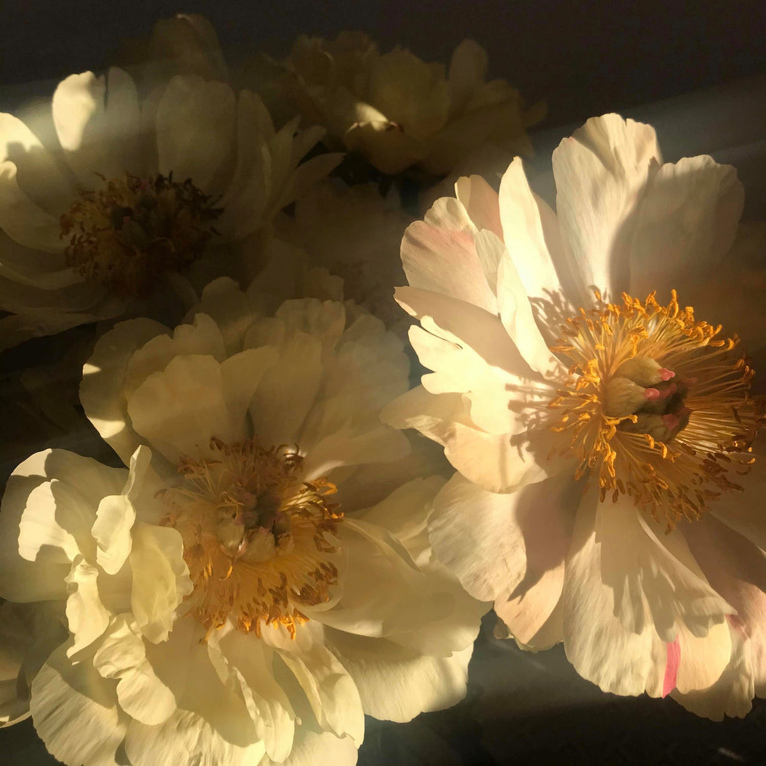 Har du også svært ved at opnå orgasme?