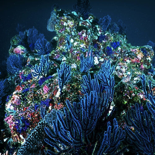 Hvordan taler man om sine seksuelle fantasier?